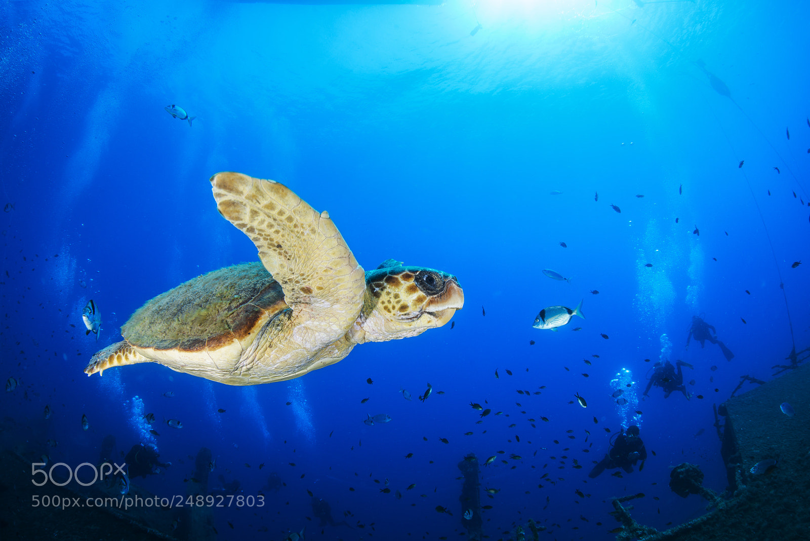Nikon D800E sample photo. Fly turtle photography