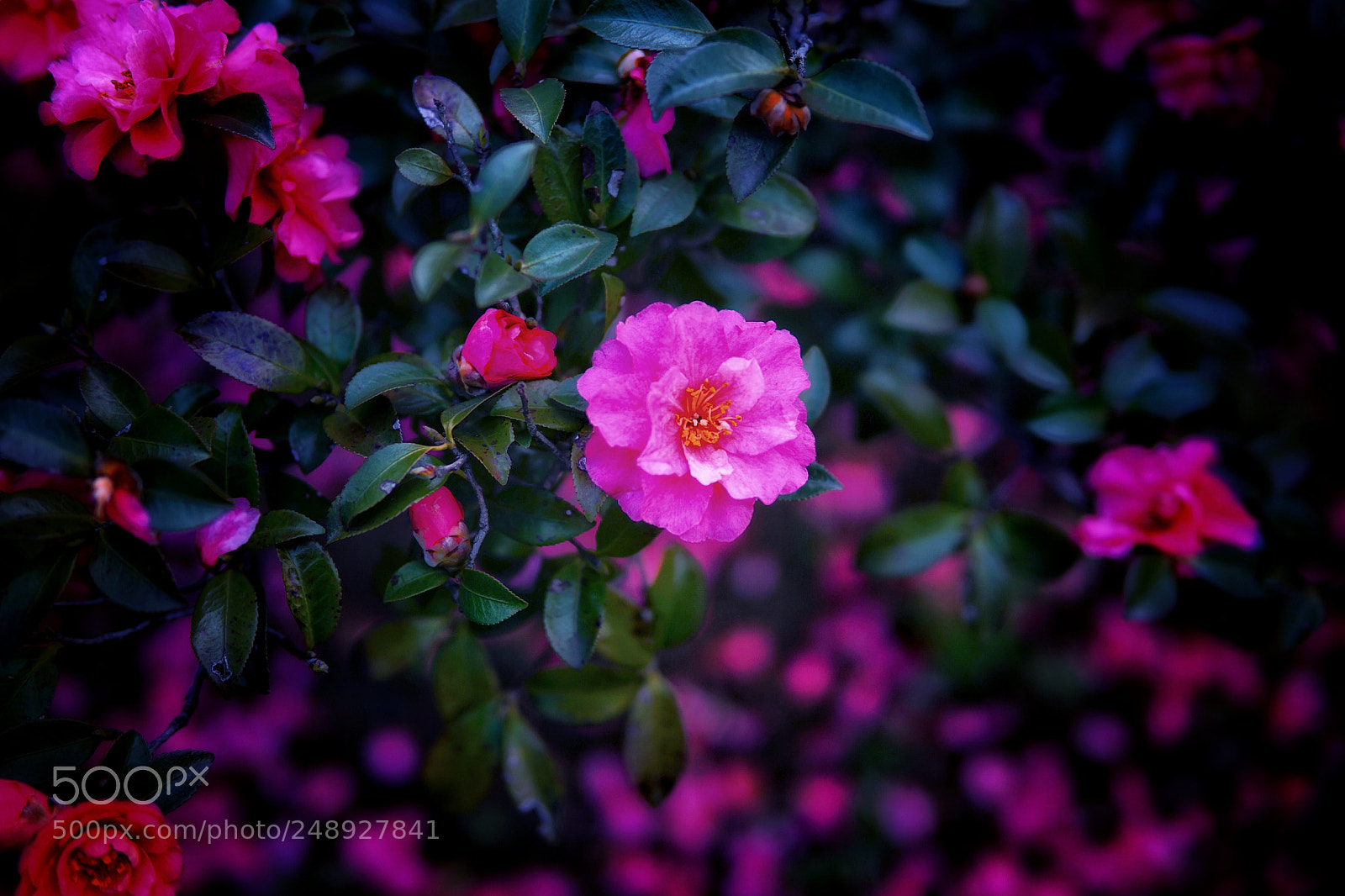 Sony a6000 sample photo. 雨停花落 photography