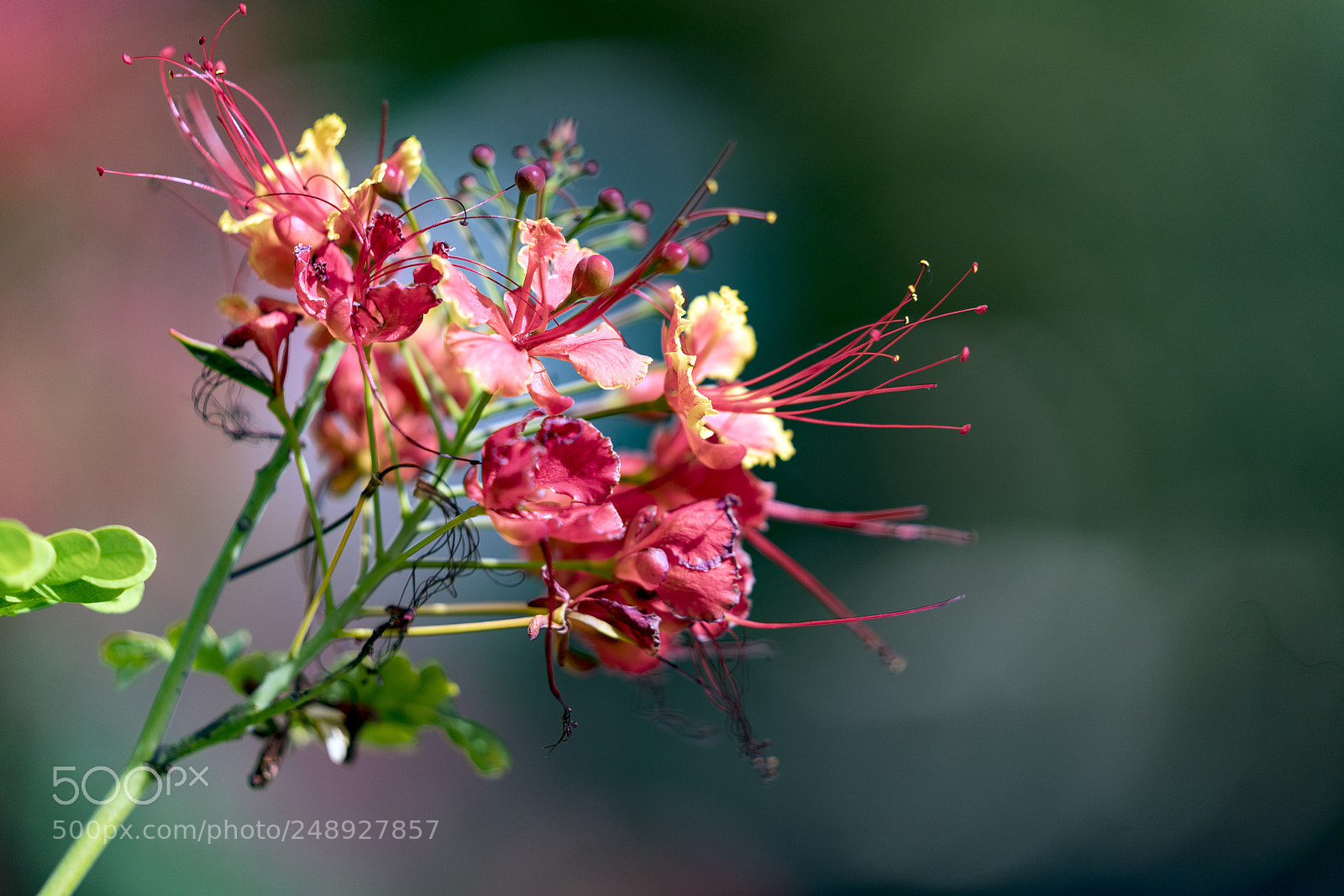 Sony a7R III sample photo. Flower close up photography