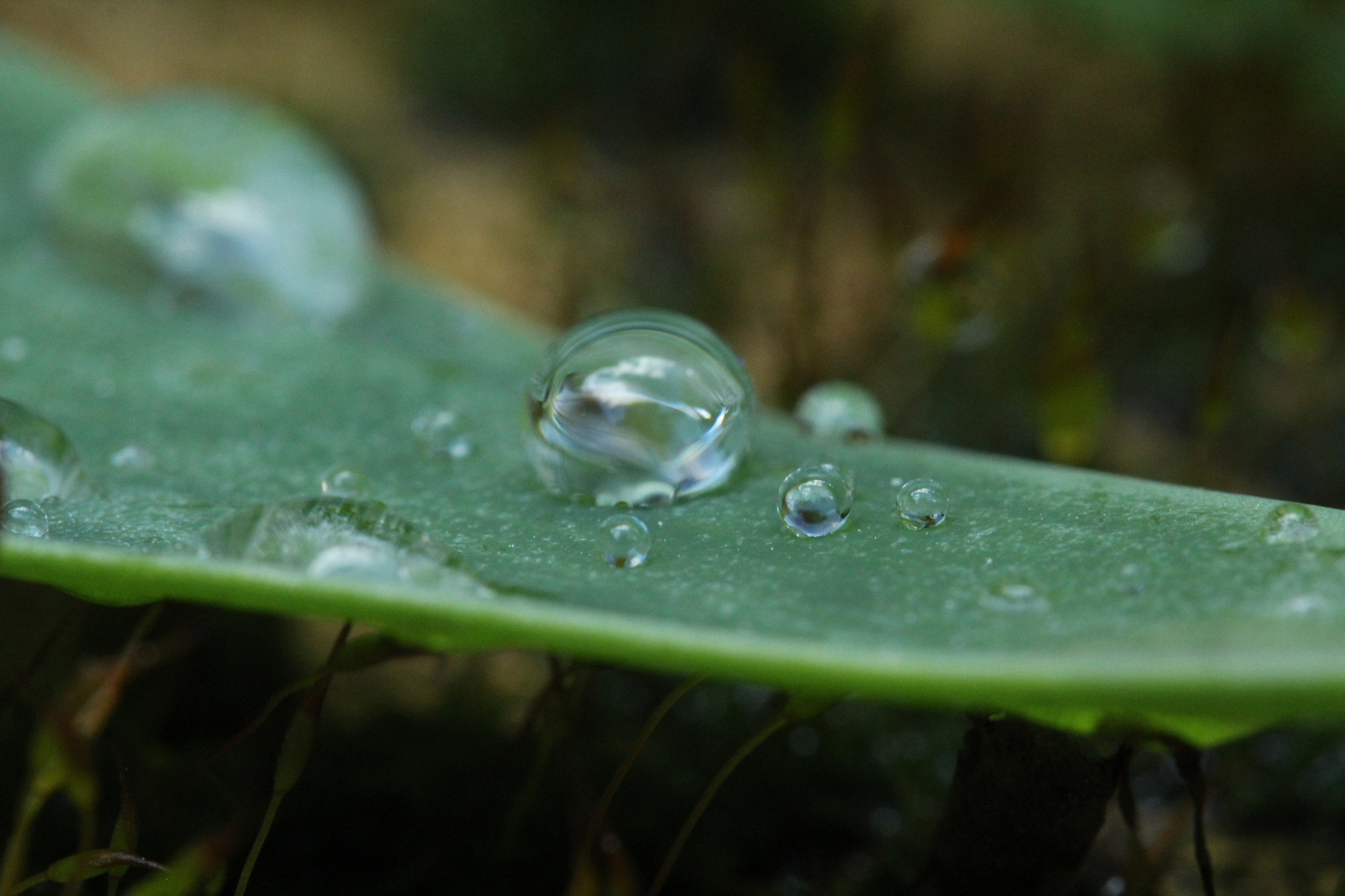 Canon EF-S 60mm F2.8 Macro USM sample photo. Img photography
