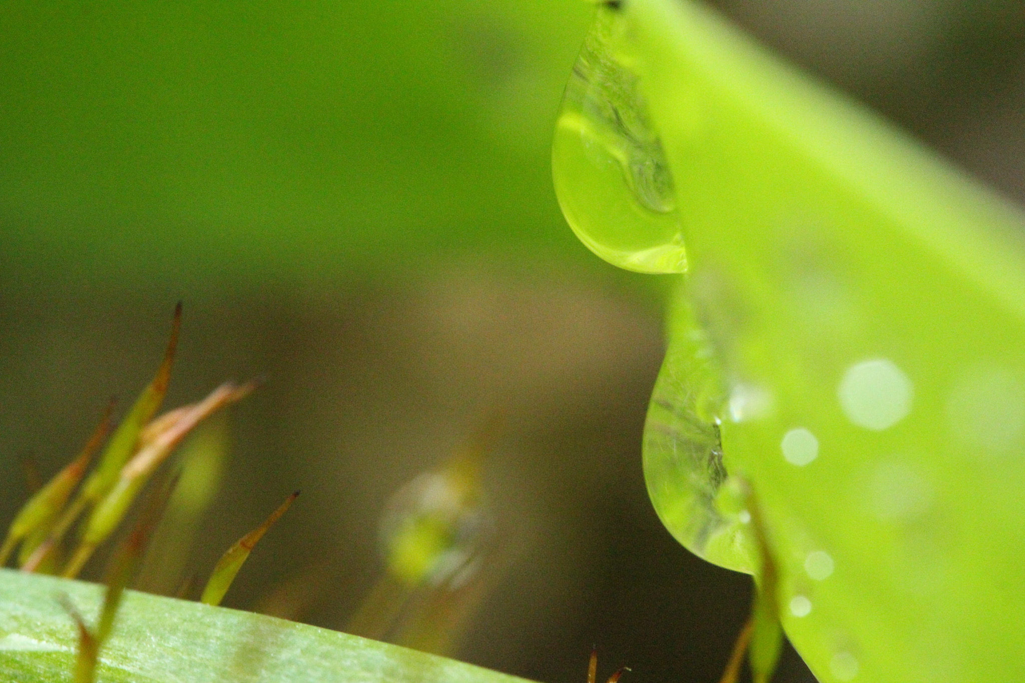 Canon EF-S 60mm F2.8 Macro USM sample photo. Img photography