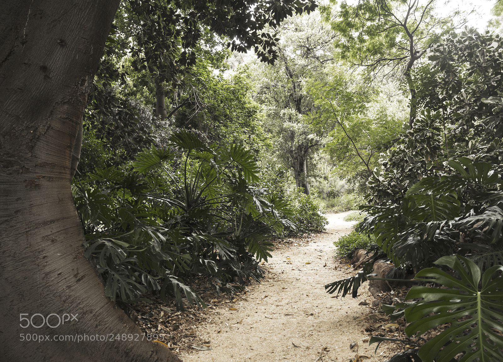 Canon EOS 1200D (EOS Rebel T5 / EOS Kiss X70 / EOS Hi) sample photo. The jungle to nowhere photography