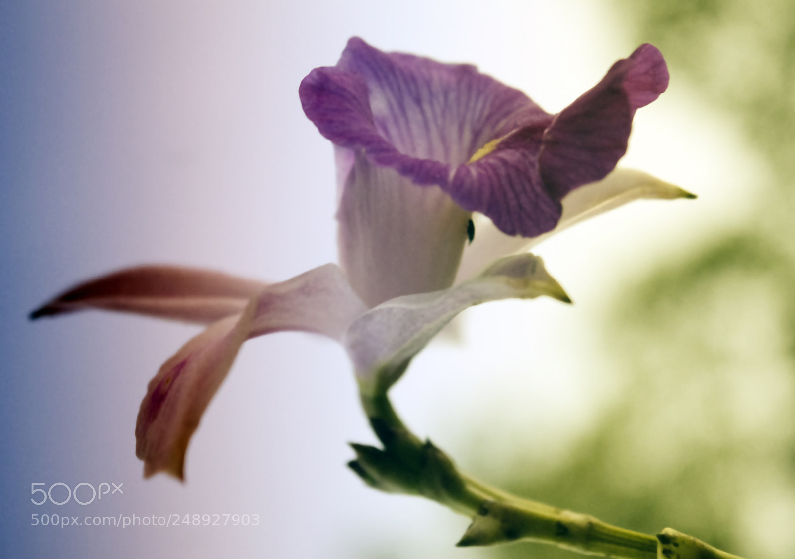 Nikon D5300 sample photo. Bonjour avec cette fleur ... photography
