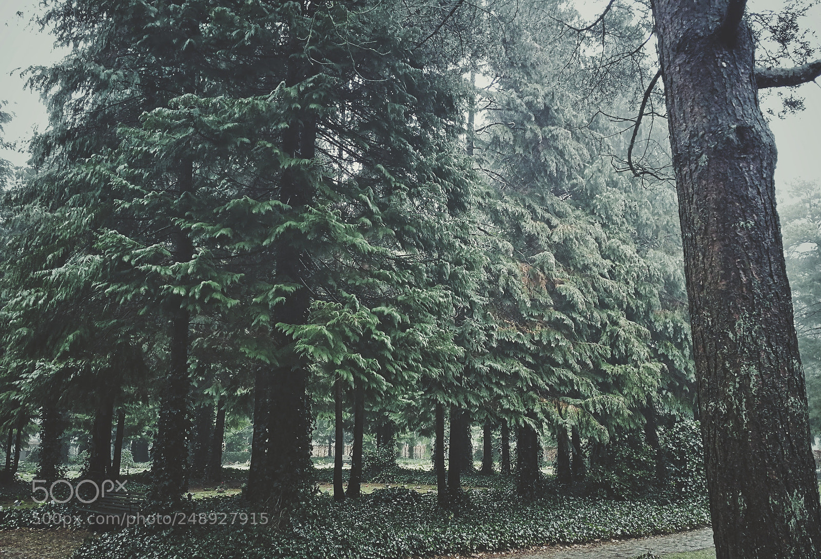 HUAWEI P10 sample photo. Pinetrees photography