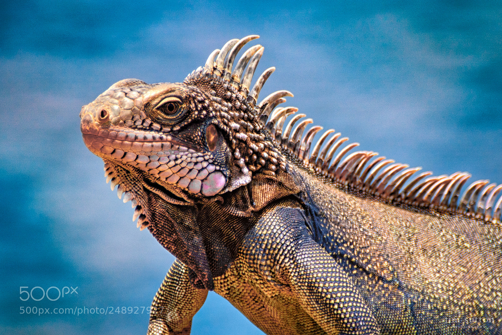 Sony ILCA-77M2 sample photo. Lesser antillean iguana photography