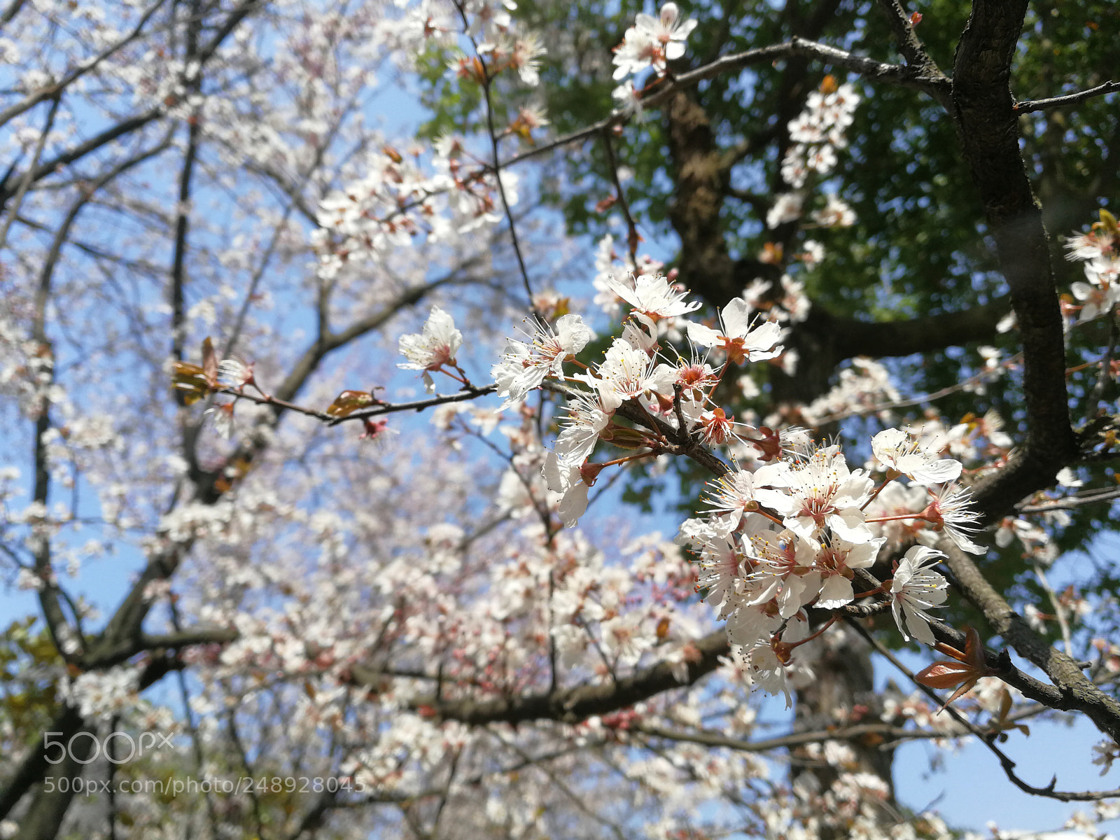 HUAWEI P10 sample photo. 春天来啦！ photography