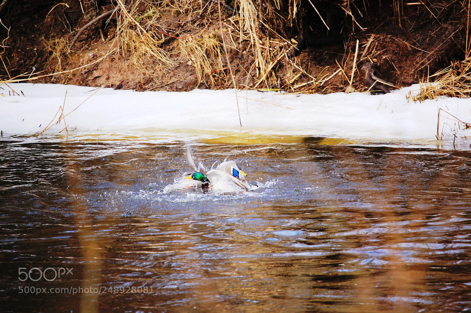 Canon EOS 500D (EOS Rebel T1i / EOS Kiss X3) sample photo. Duck fight photography