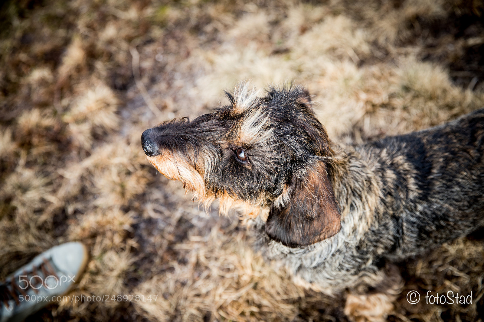 Canon EOS 6D Mark II sample photo. Dog and bos photography