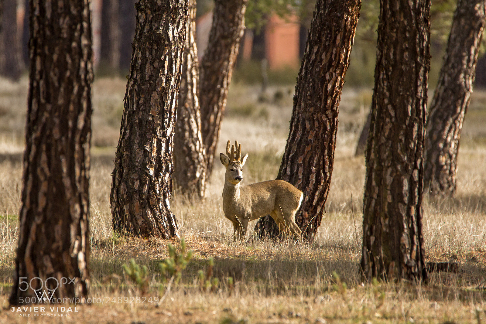 Canon EOS 60D sample photo. Roe deer (capreolus capreolus) photography