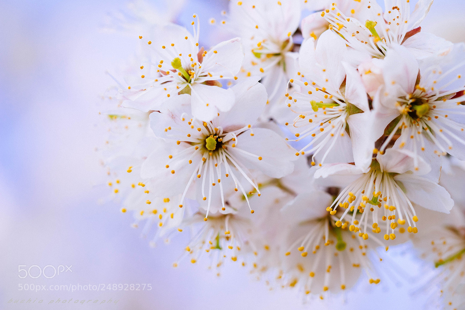 Olympus OM-D E-M1 sample photo. Chinese sour cherry photography