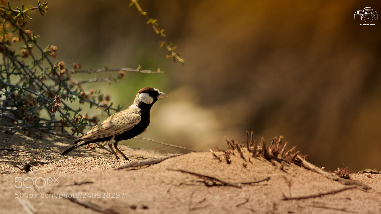 Canon EOS 7D Mark II sample photo. Untitled photography