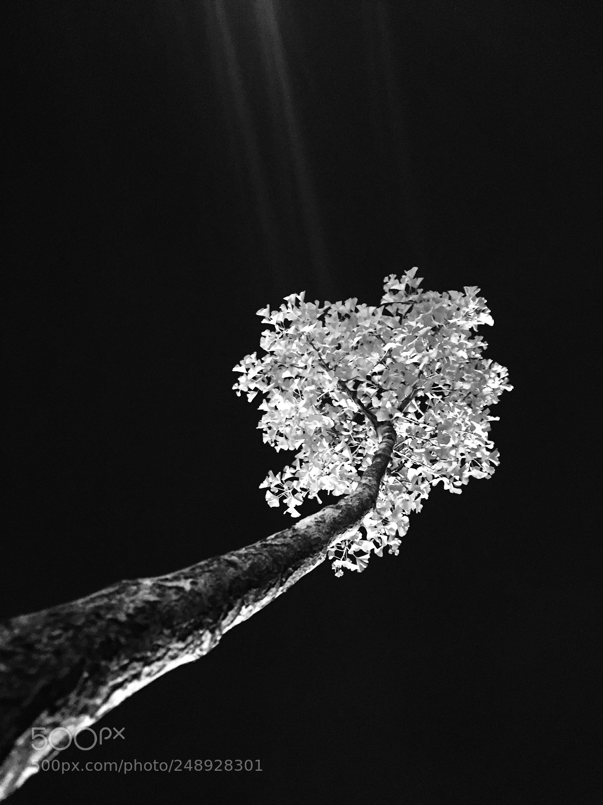 Apple iPhone 6 sample photo. Willowy photography