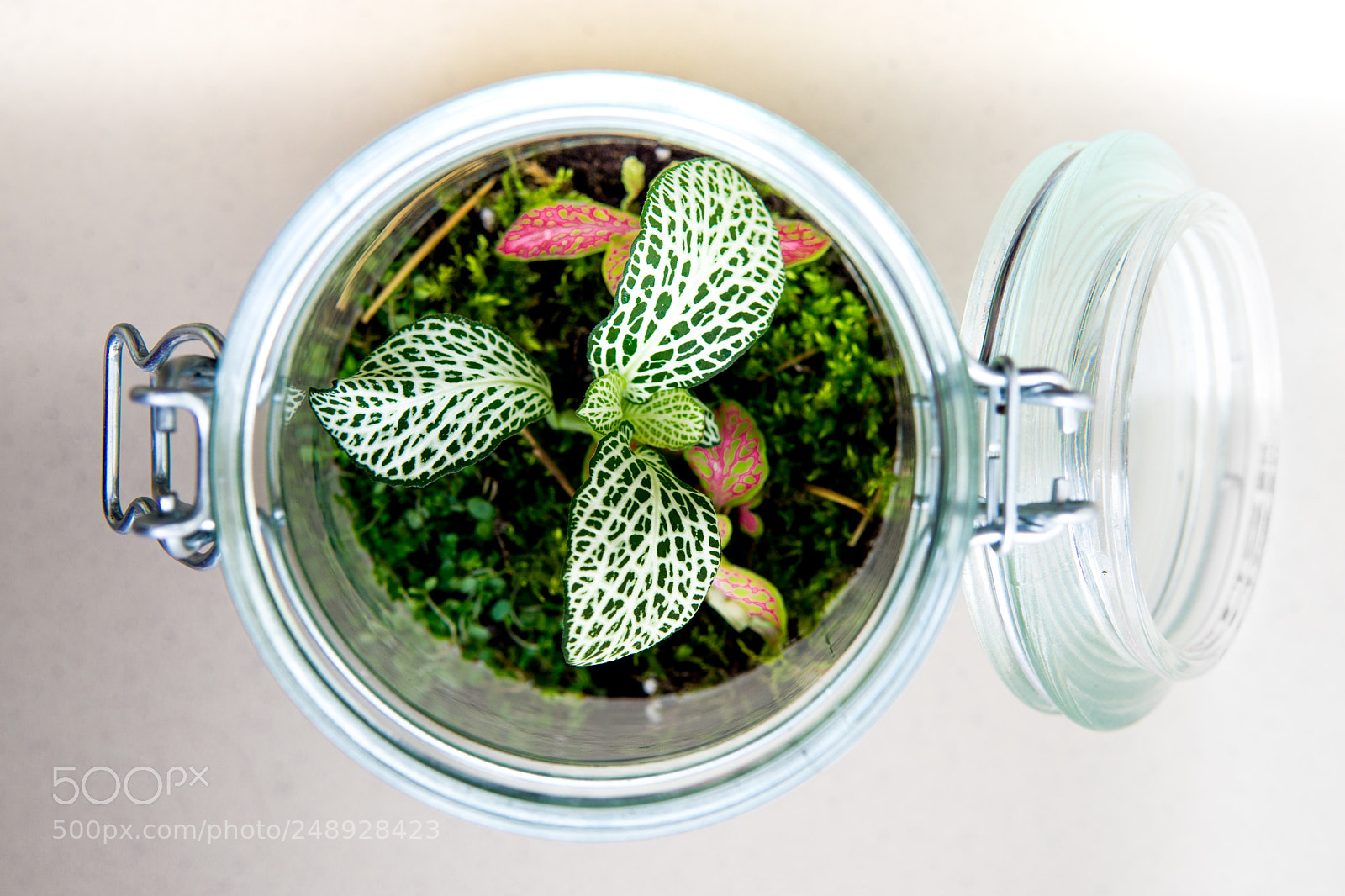 Sony a6000 sample photo. Rainforest in a jar photography
