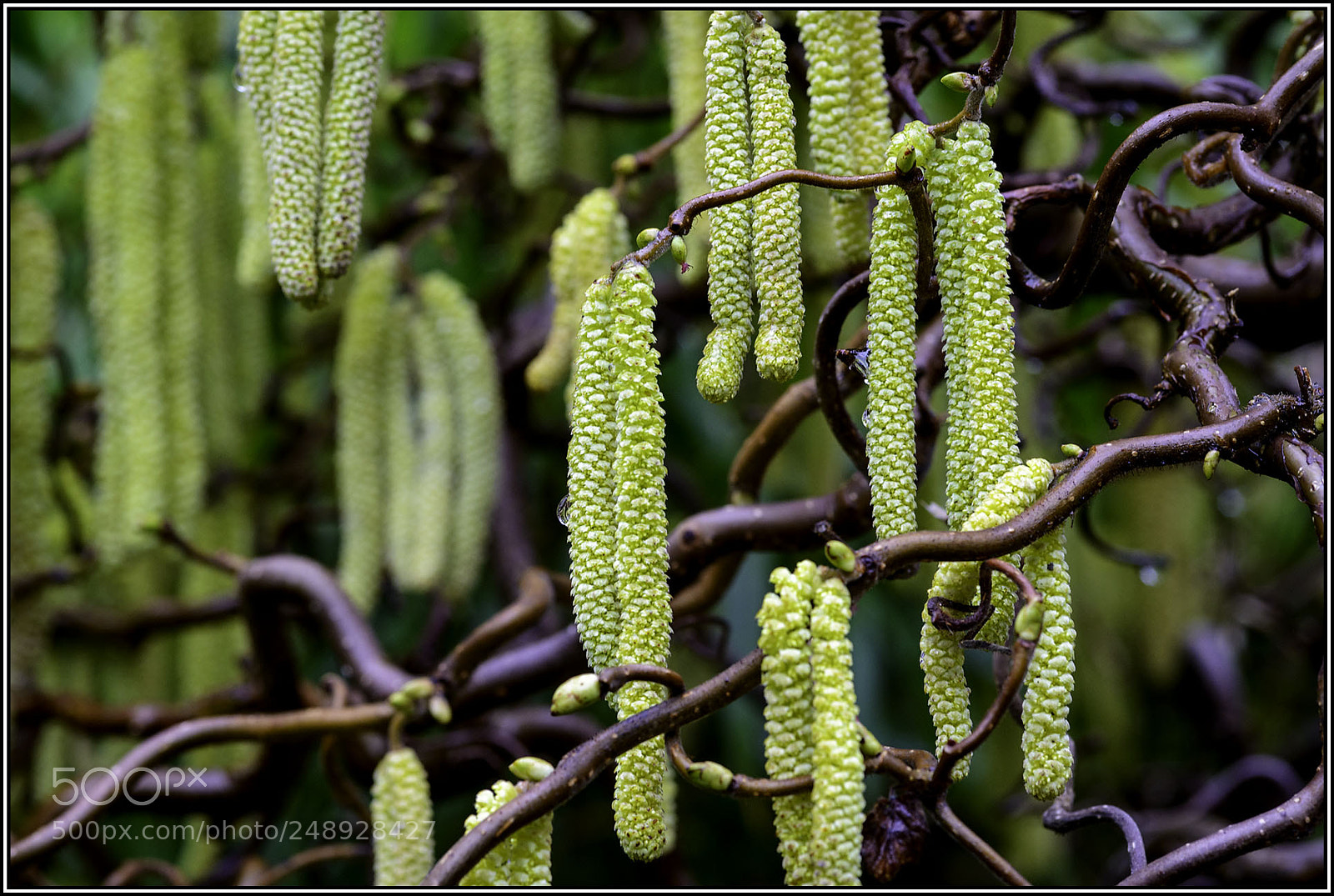 Nikon D800 sample photo. -- twisted hazel -- photography