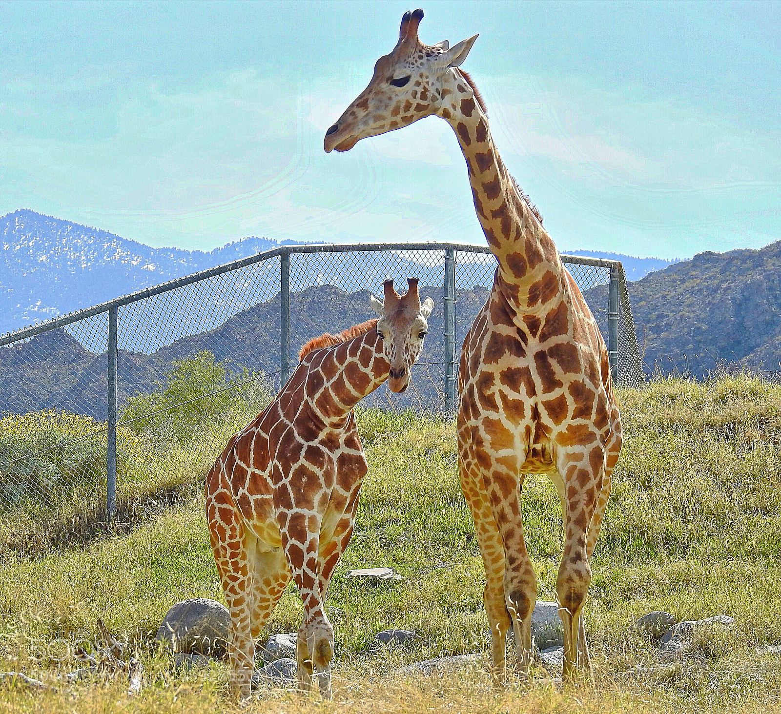 Nikon Coolpix P900 sample photo. Giraffes photography