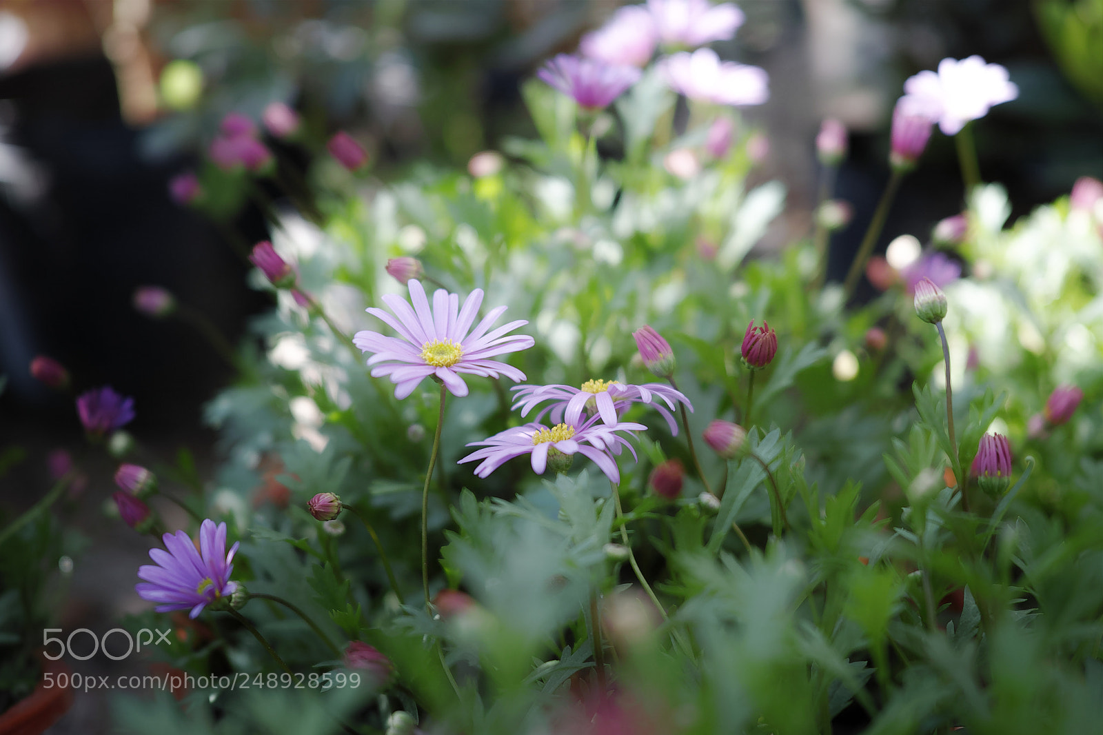 Sigma dp2 Quattro sample photo. 春天来了 photography