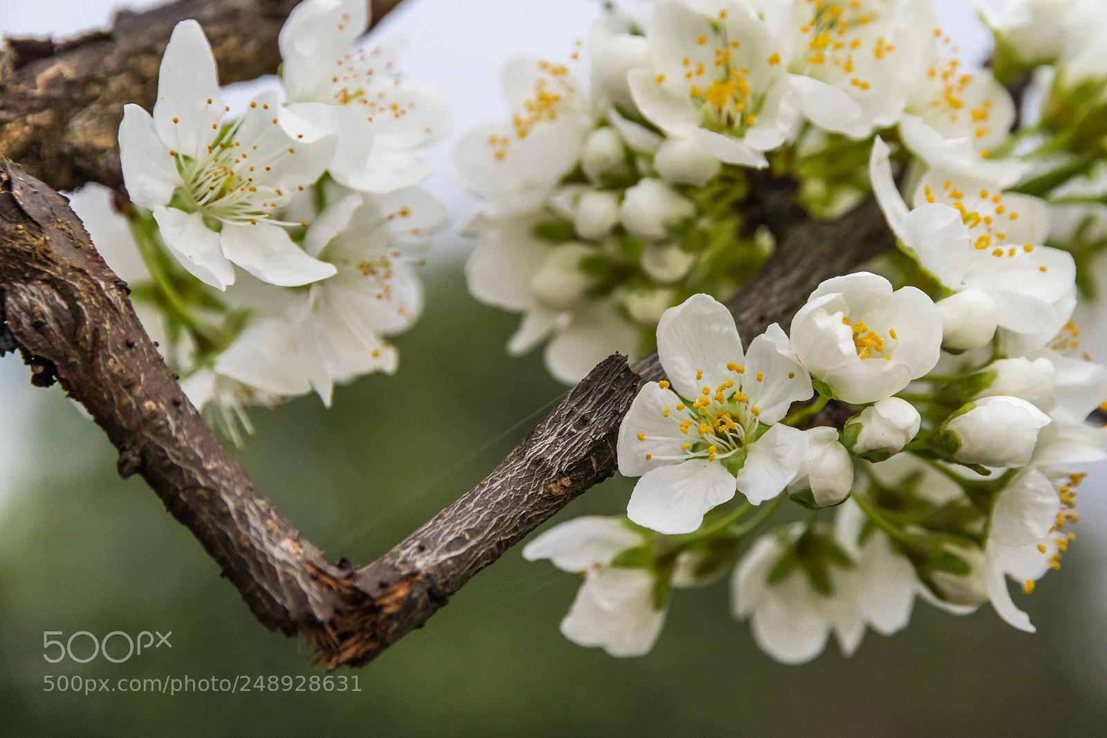 Canon EOS M6 sample photo. Img photography