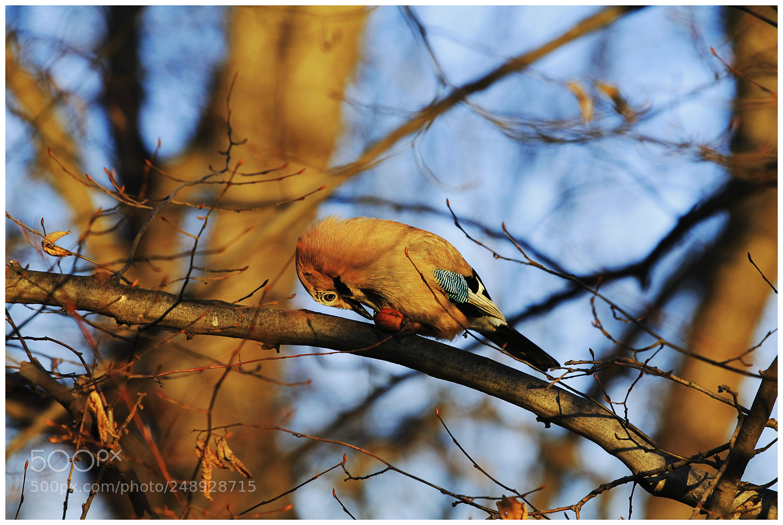 Canon EOS 1100D (EOS Rebel T3 / EOS Kiss X50) sample photo. A jay eating breakfast photography