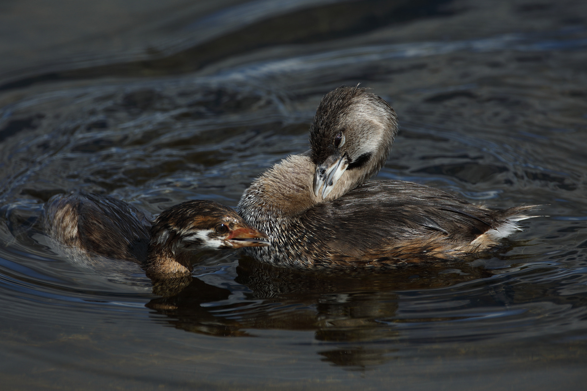 Canon EF 500mm F4L IS USM sample photo. Pied-billed grebe (podilymbus podiceps) photography