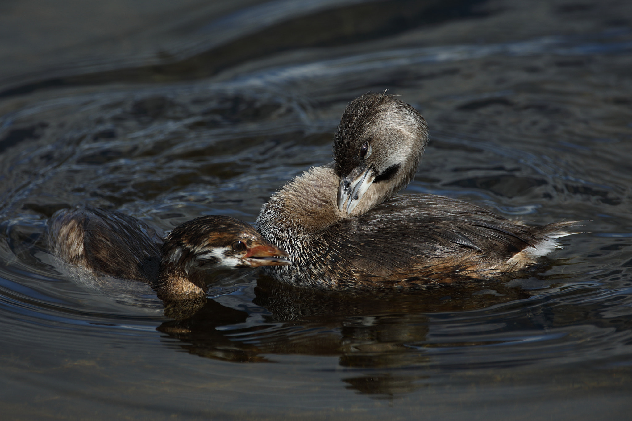 Canon EOS 5D Mark IV sample photo. Pied-billed grebe (podilymbus podiceps) photography