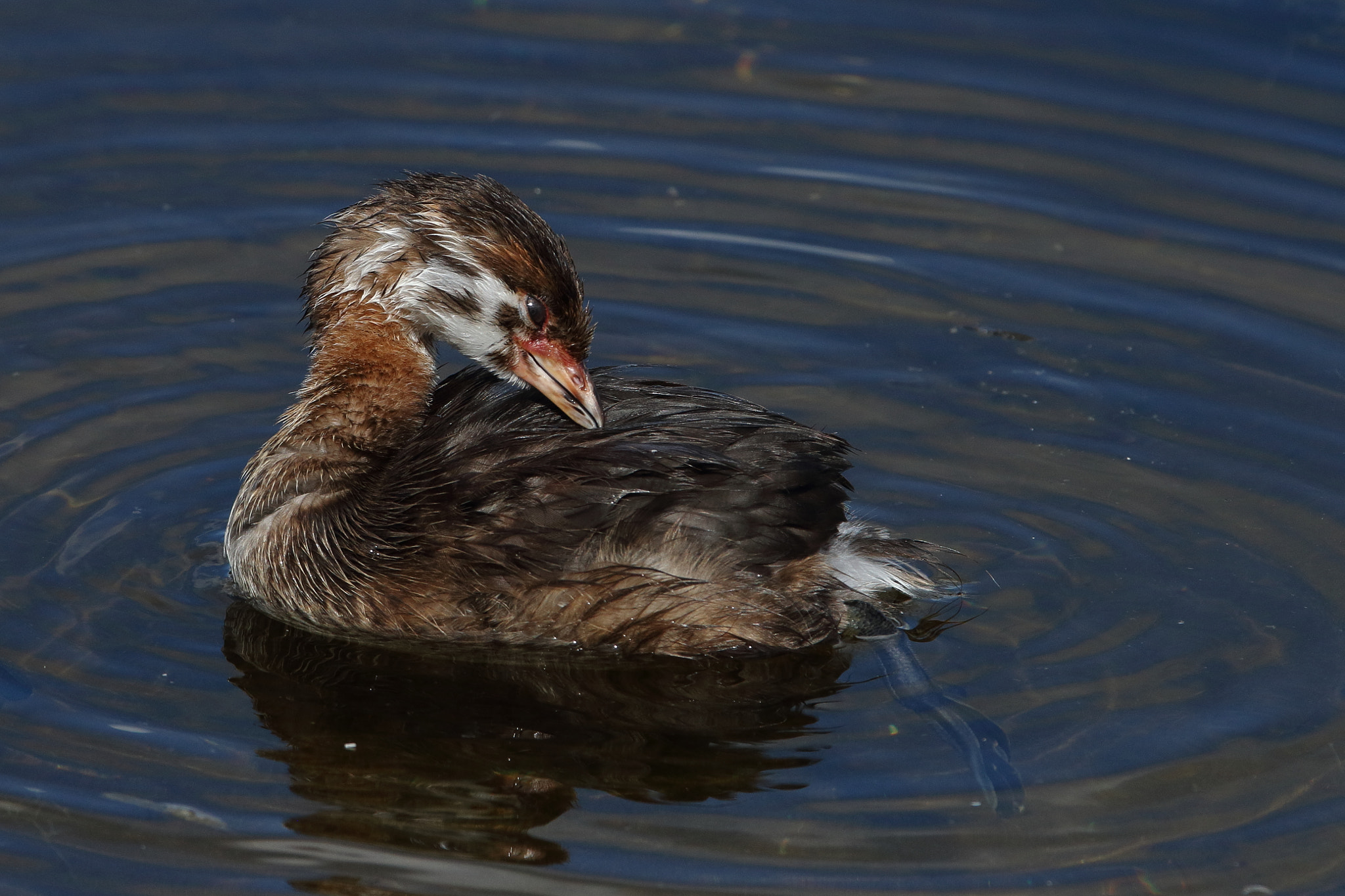 Canon EF 300mm F2.8L IS USM sample photo. Pied-billed grebe (podilymbus podiceps) photography