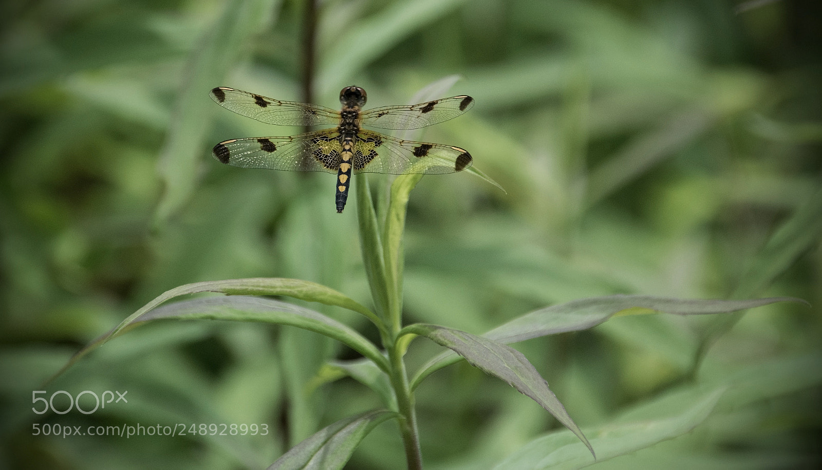 Nikon D5300 sample photo. Dragonfly photography