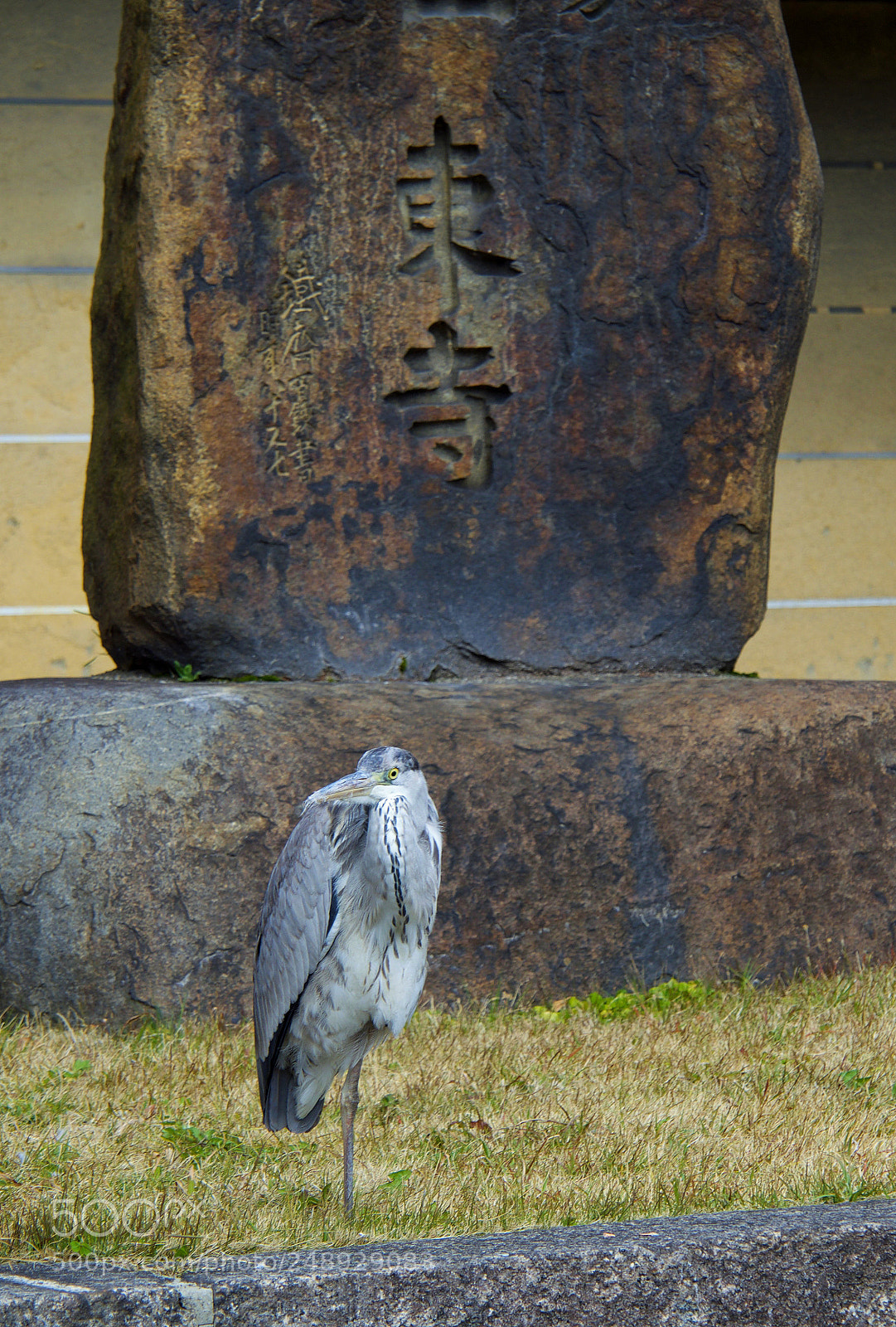 Olympus OM-D E-M5 II sample photo. Toji (2018 spring) photography