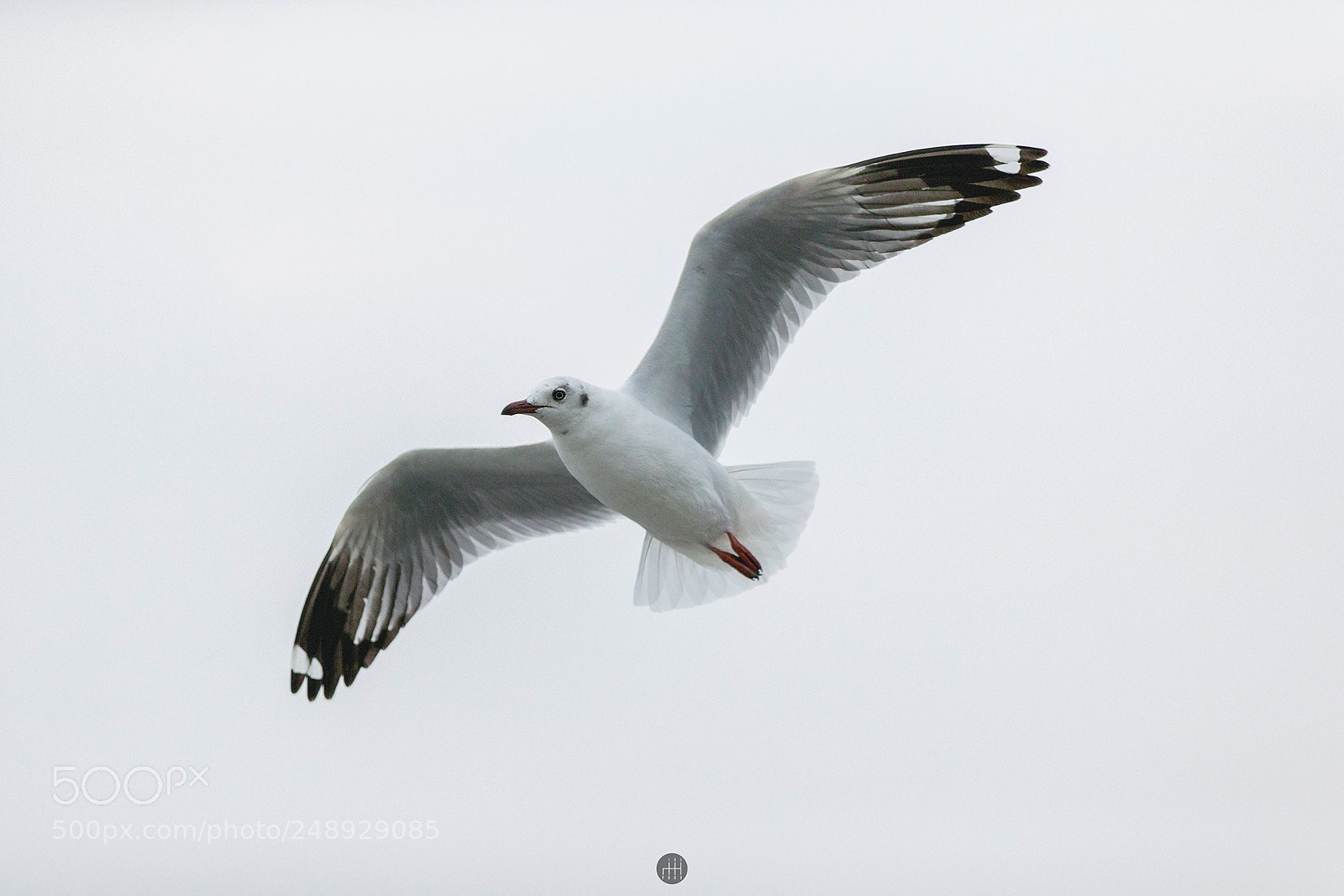 Canon EOS-1D X sample photo. Seagull spotted at bangpu photography