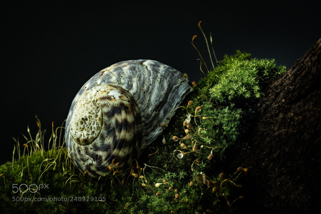 Nikon D5200 sample photo. Shell photography