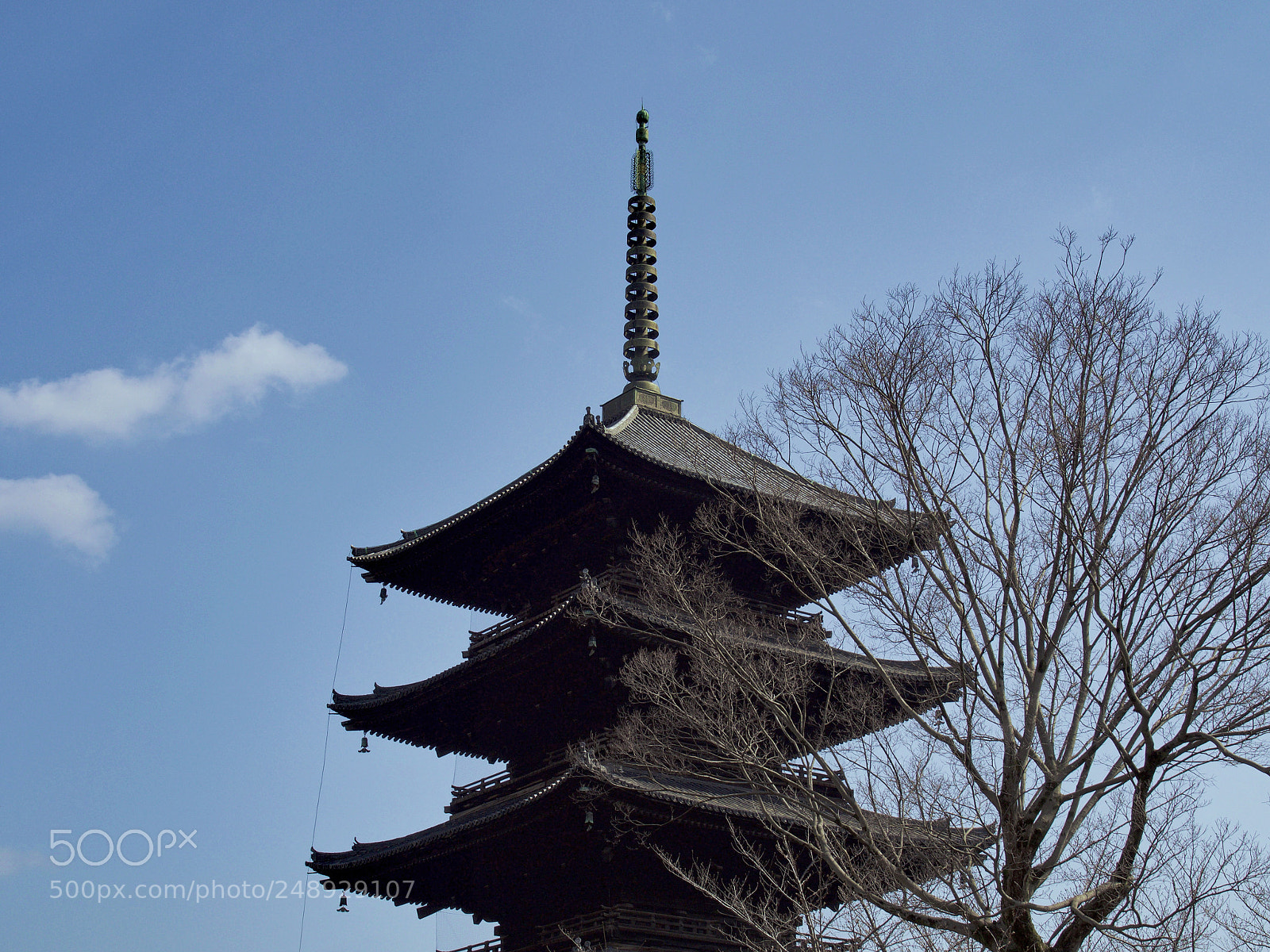 Olympus OM-D E-M5 II sample photo. Toji (2018 spring) photography