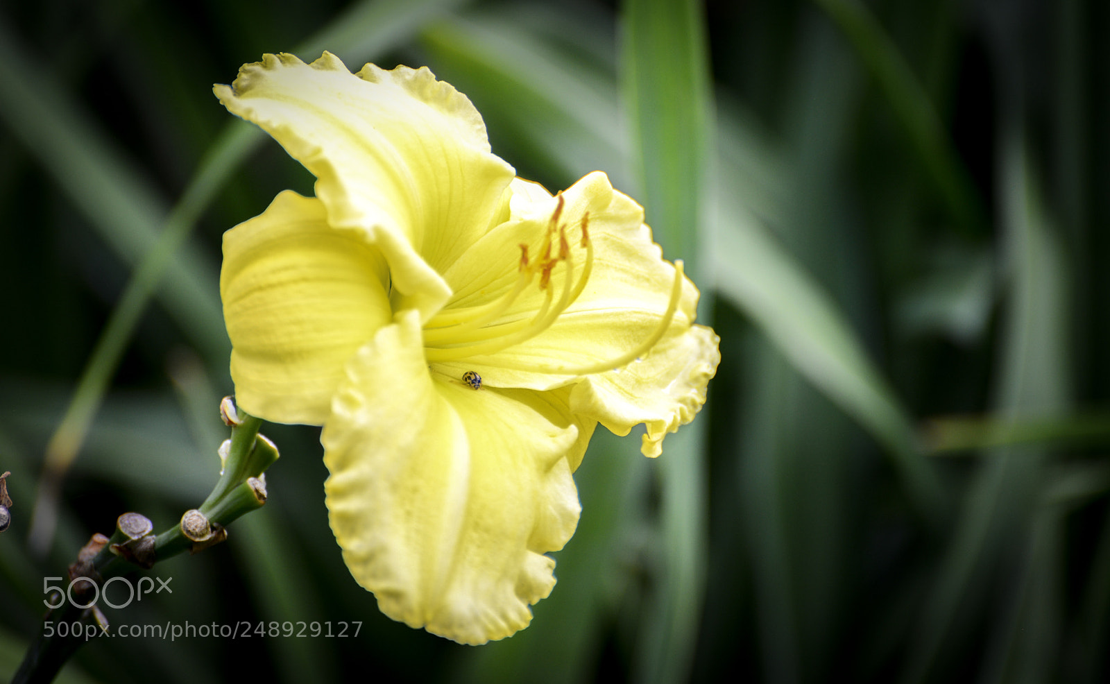 Nikon D600 sample photo. Yellow and the ladybug photography