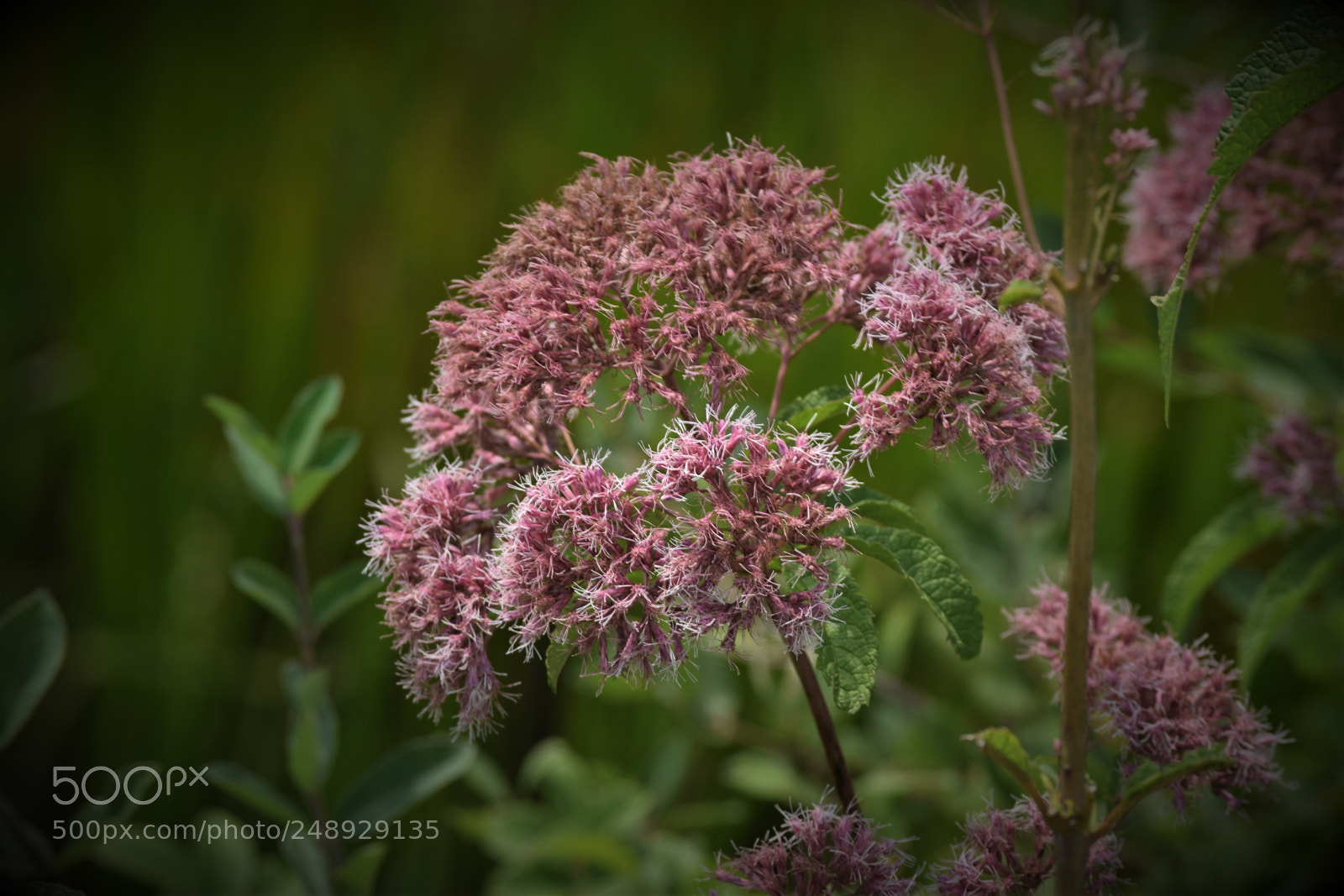 Nikon D3300 sample photo. Fall wild flower photography