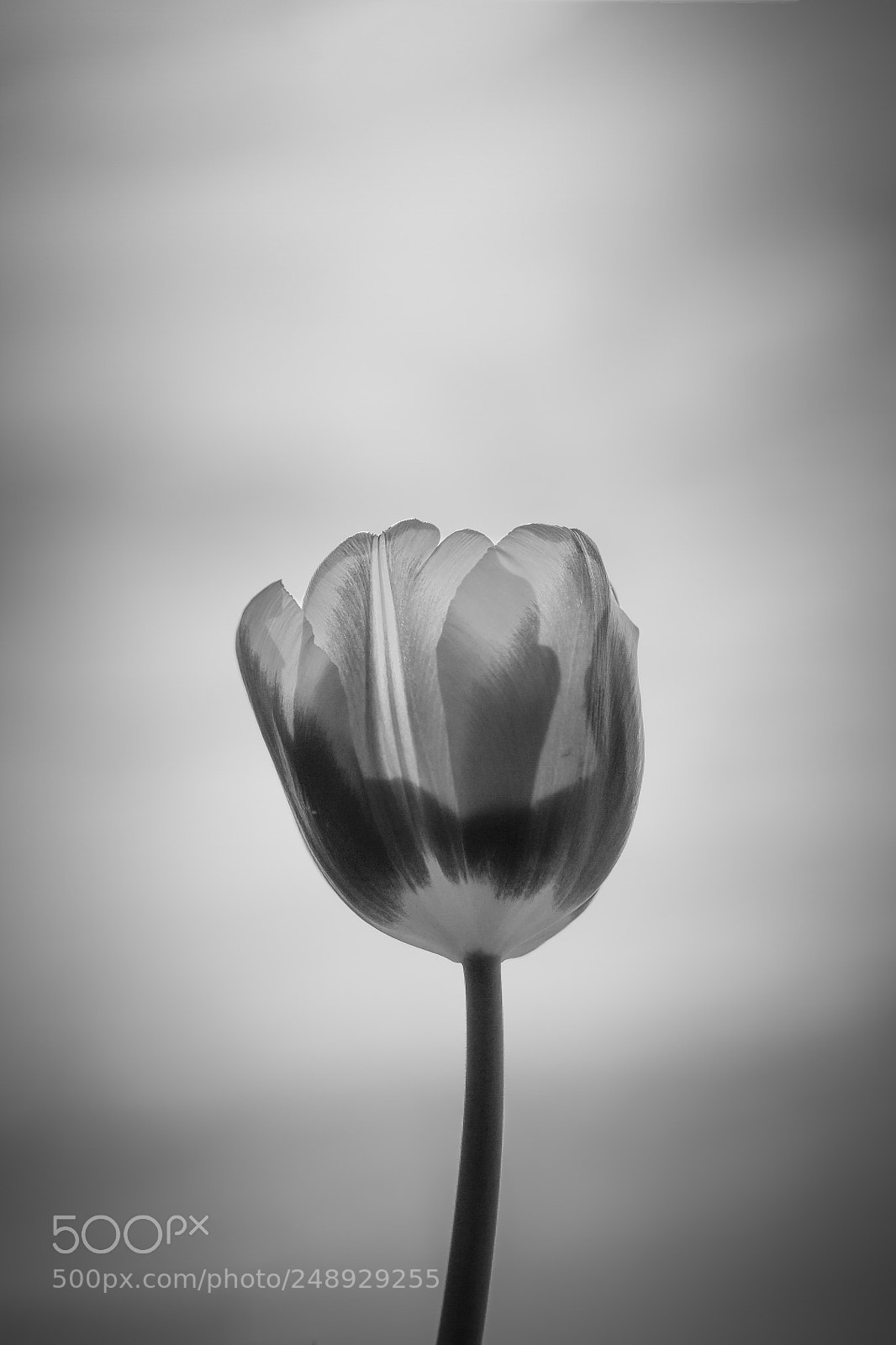 Canon EOS 7D sample photo. Spring is coming photography