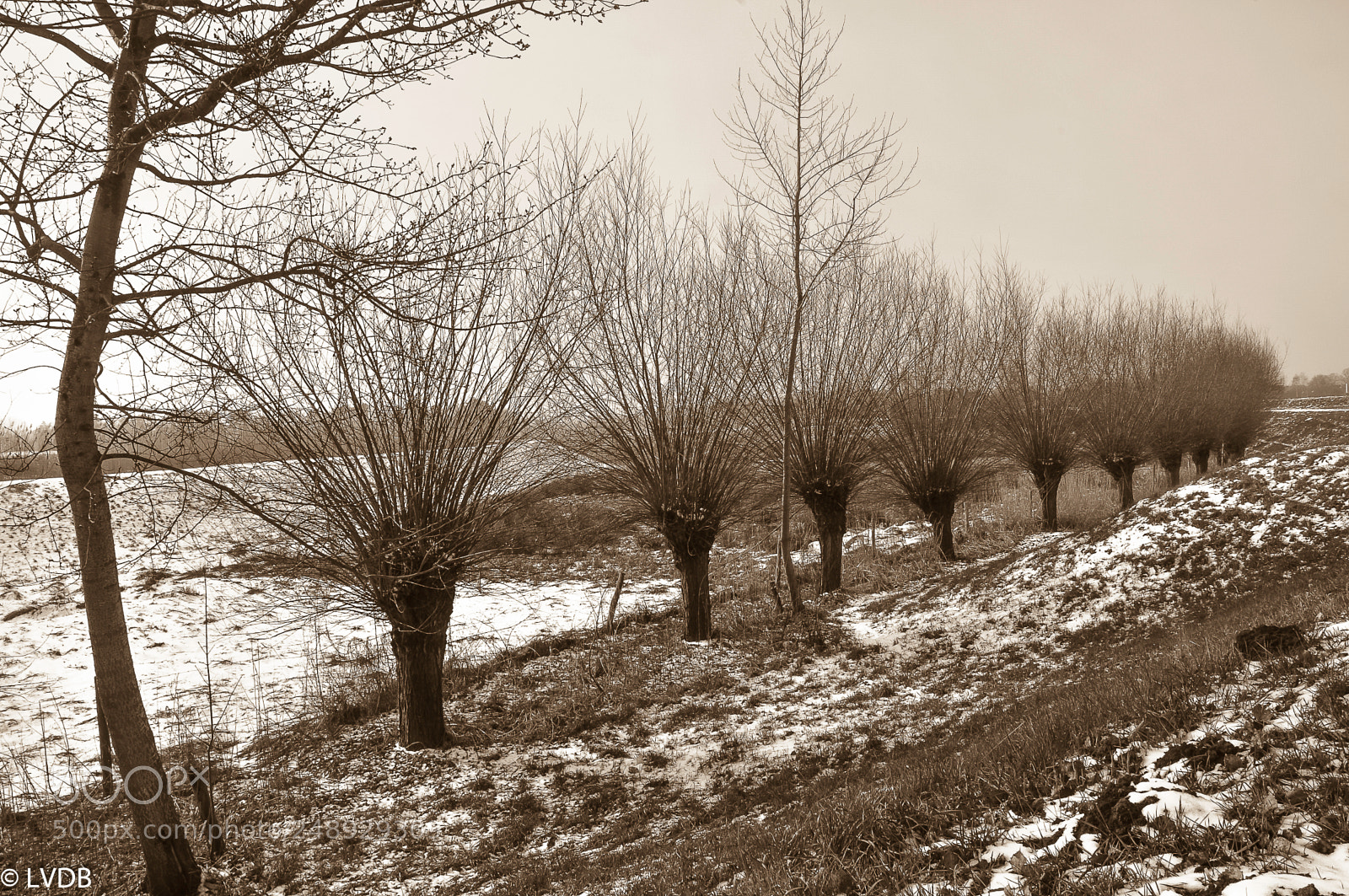 Nikon D300 sample photo. Nature in sepia photography