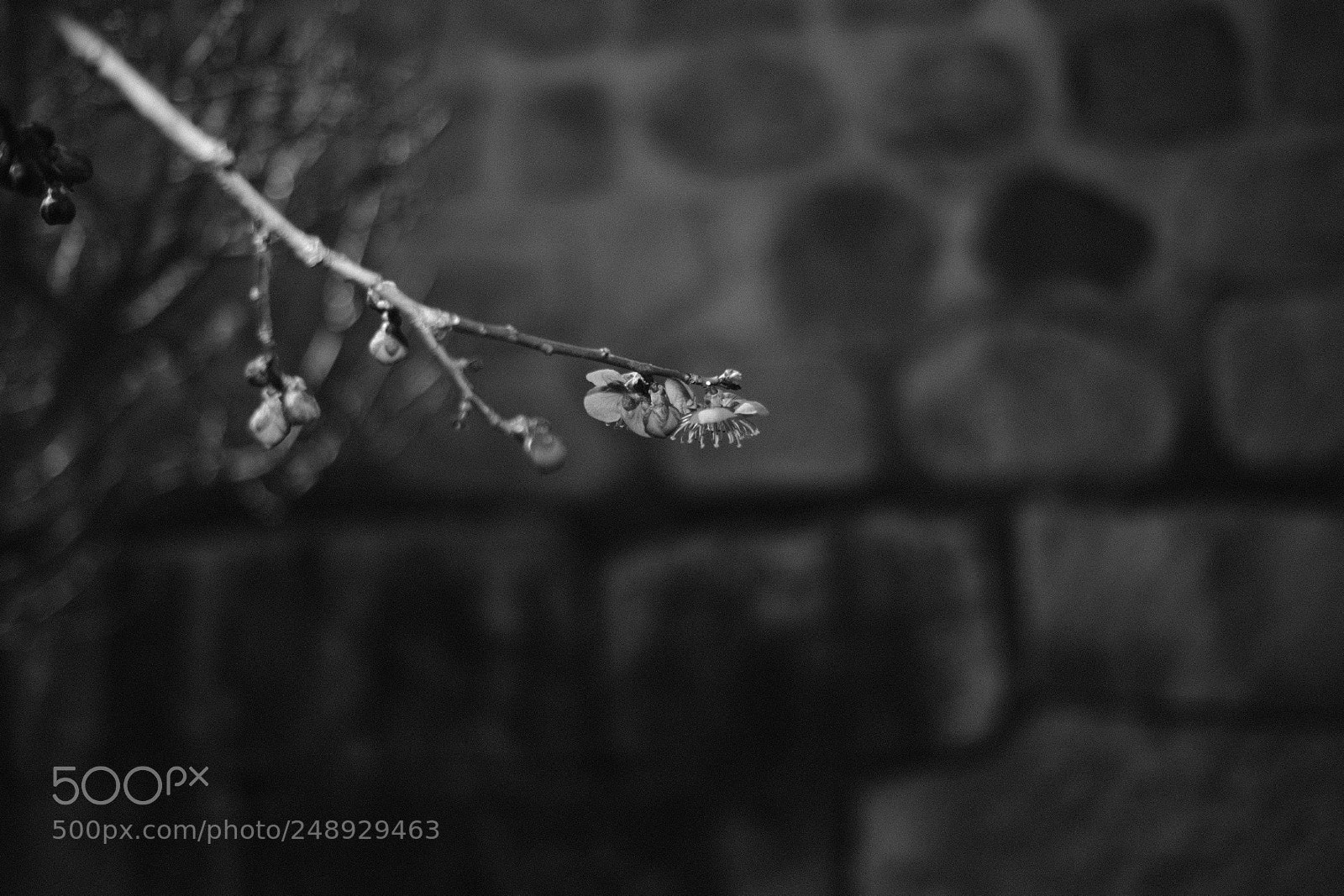 Fujifilm X-Pro2 sample photo. Untitled photography