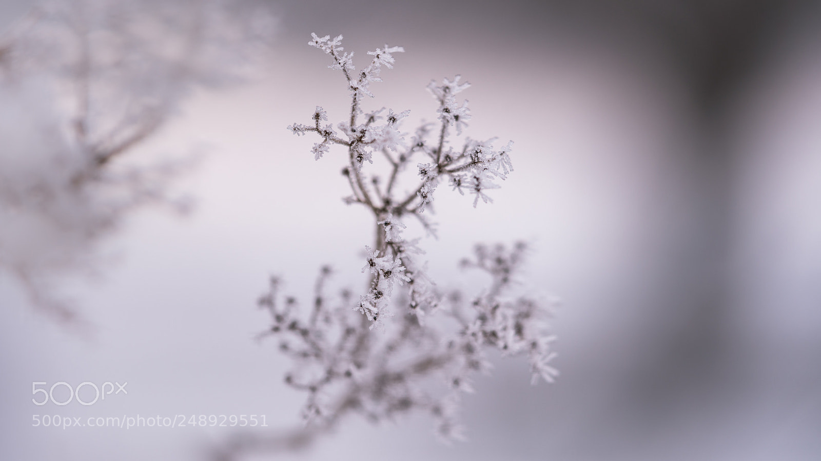 Sony a7R II sample photo. Frosty photography