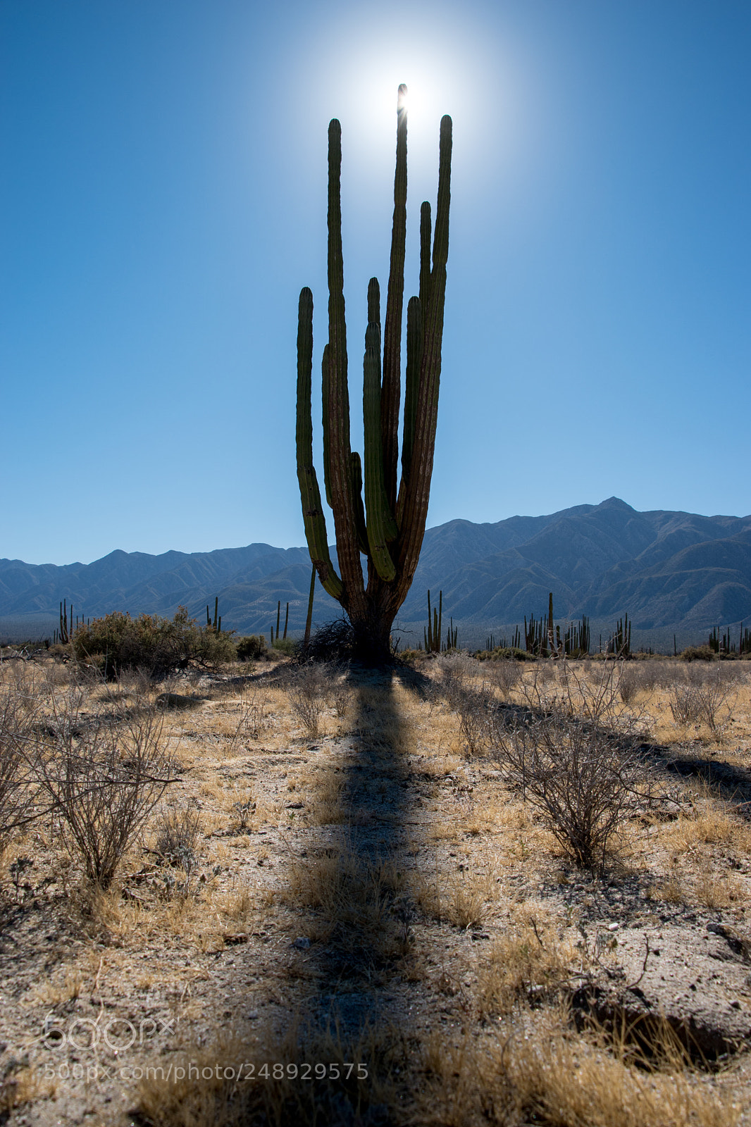 Nikon D5500 sample photo. Cactus photography