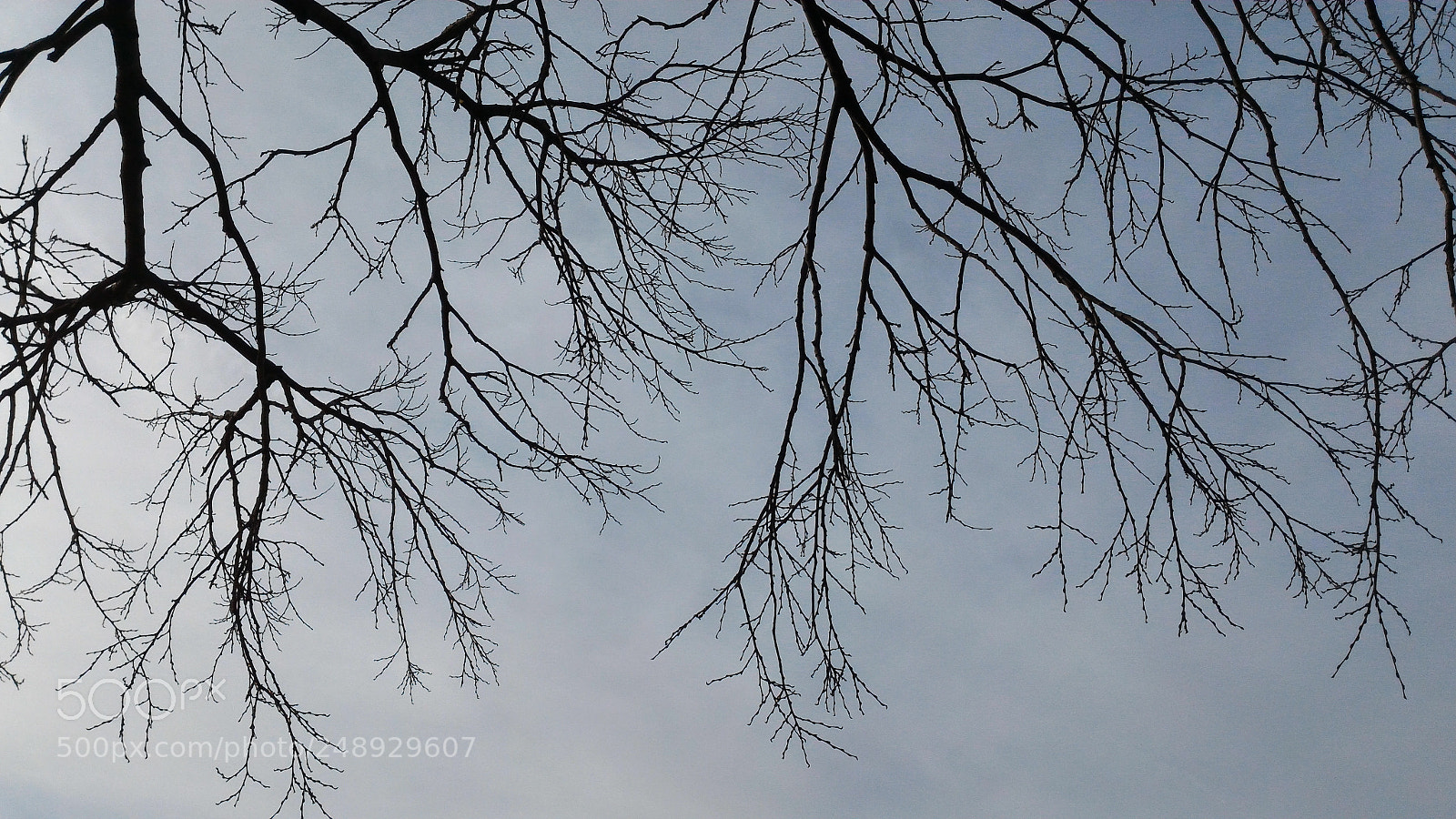 ASUS ZenFone 2 (ZE551ML) sample photo. Untitled photography