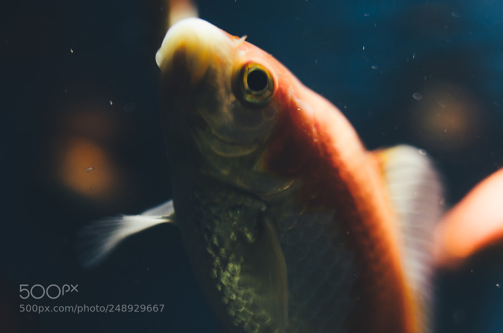 Nikon D7000 sample photo. Under water photography