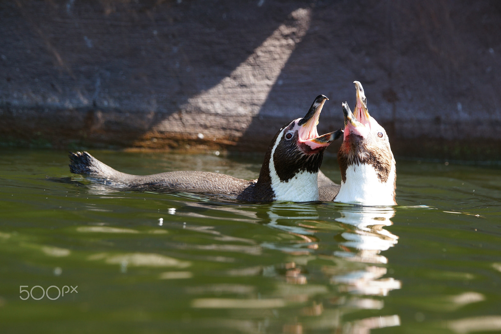 Sony 70-400mm F4-5.6 G SSM II sample photo. Penguins in the water photography