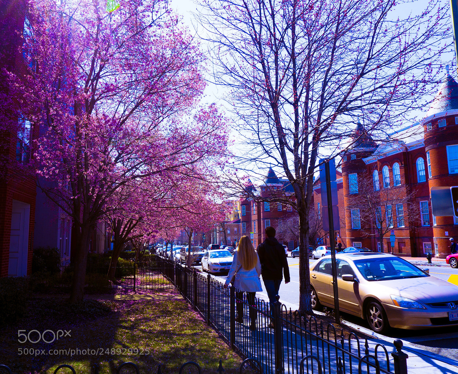 Sony a6000 sample photo. Washington, d.c. cherry blossoms photography