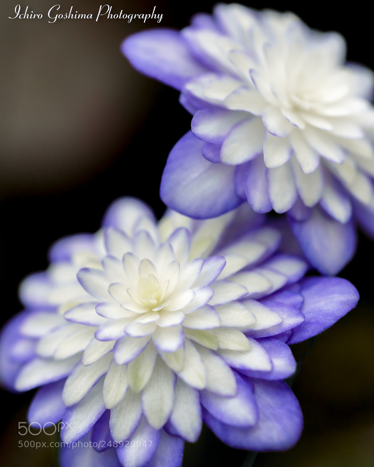 Sony a7R III sample photo. 雪割草 photography