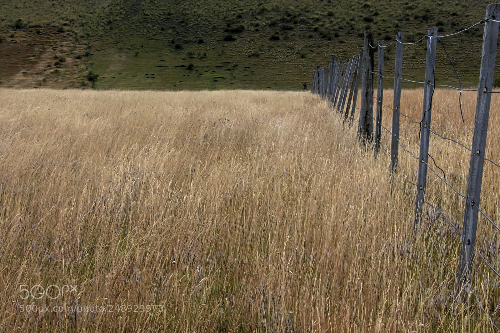 Nikon D7200 sample photo. Wild grass photography