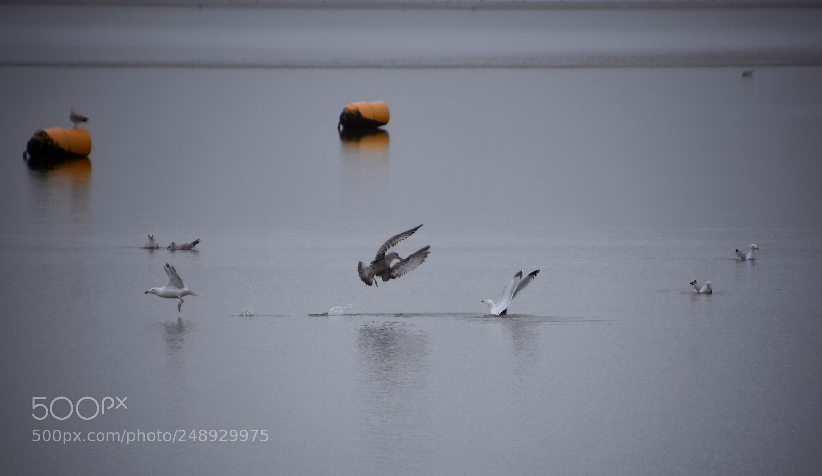 Nikon D7200 sample photo. Seagulls at play.. photography