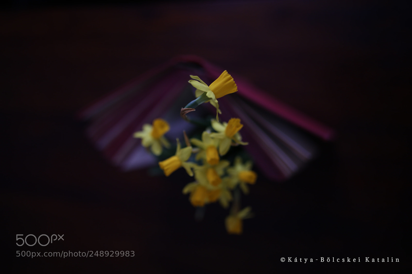 Sigma 35mm F1.4 DG HSM Art sample photo. Narcisse photography