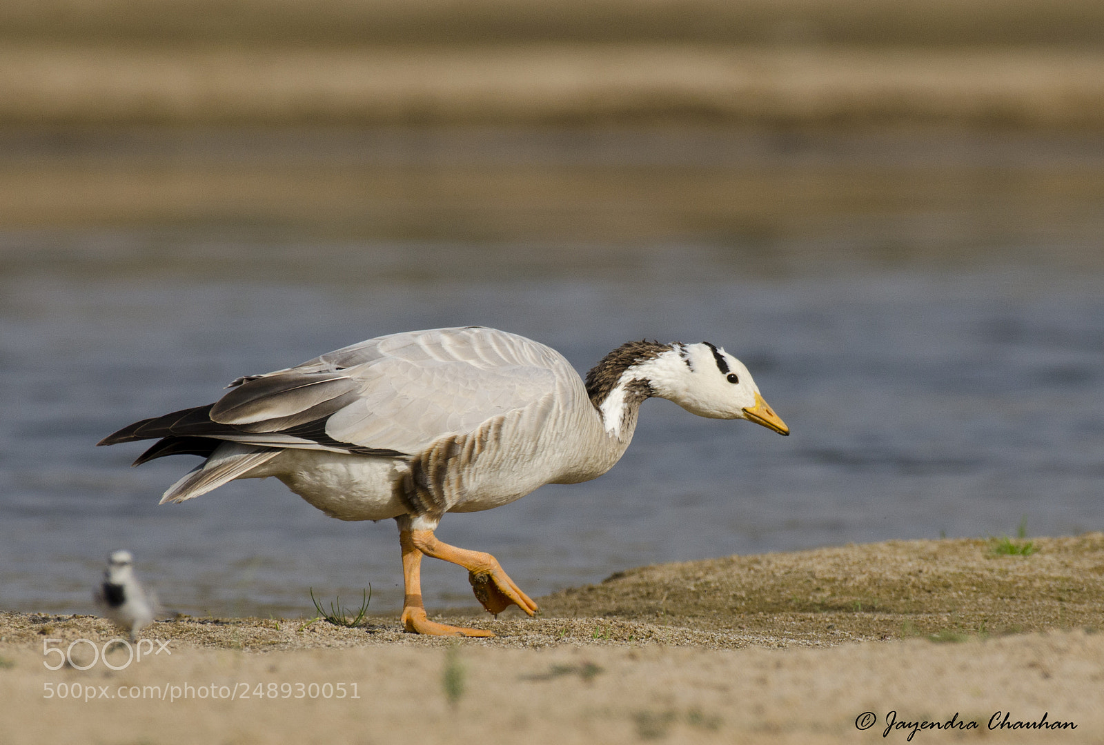 Nikon D5100 sample photo. Bar headed geese photography