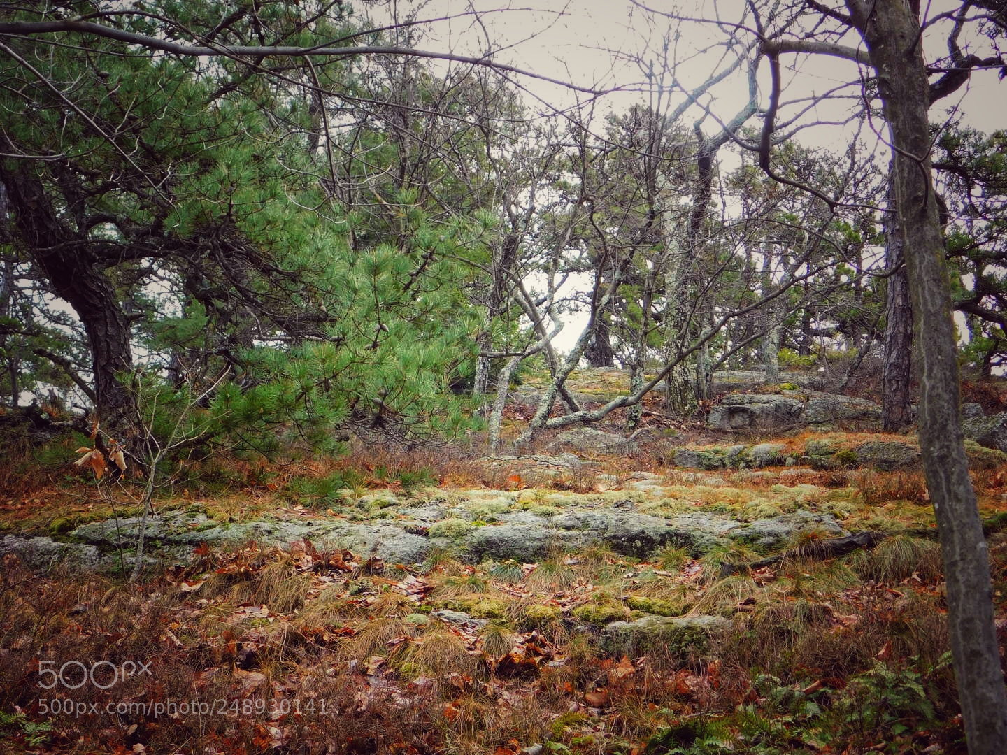 Nikon Coolpix B500 sample photo. In the schawangunk mountains photography