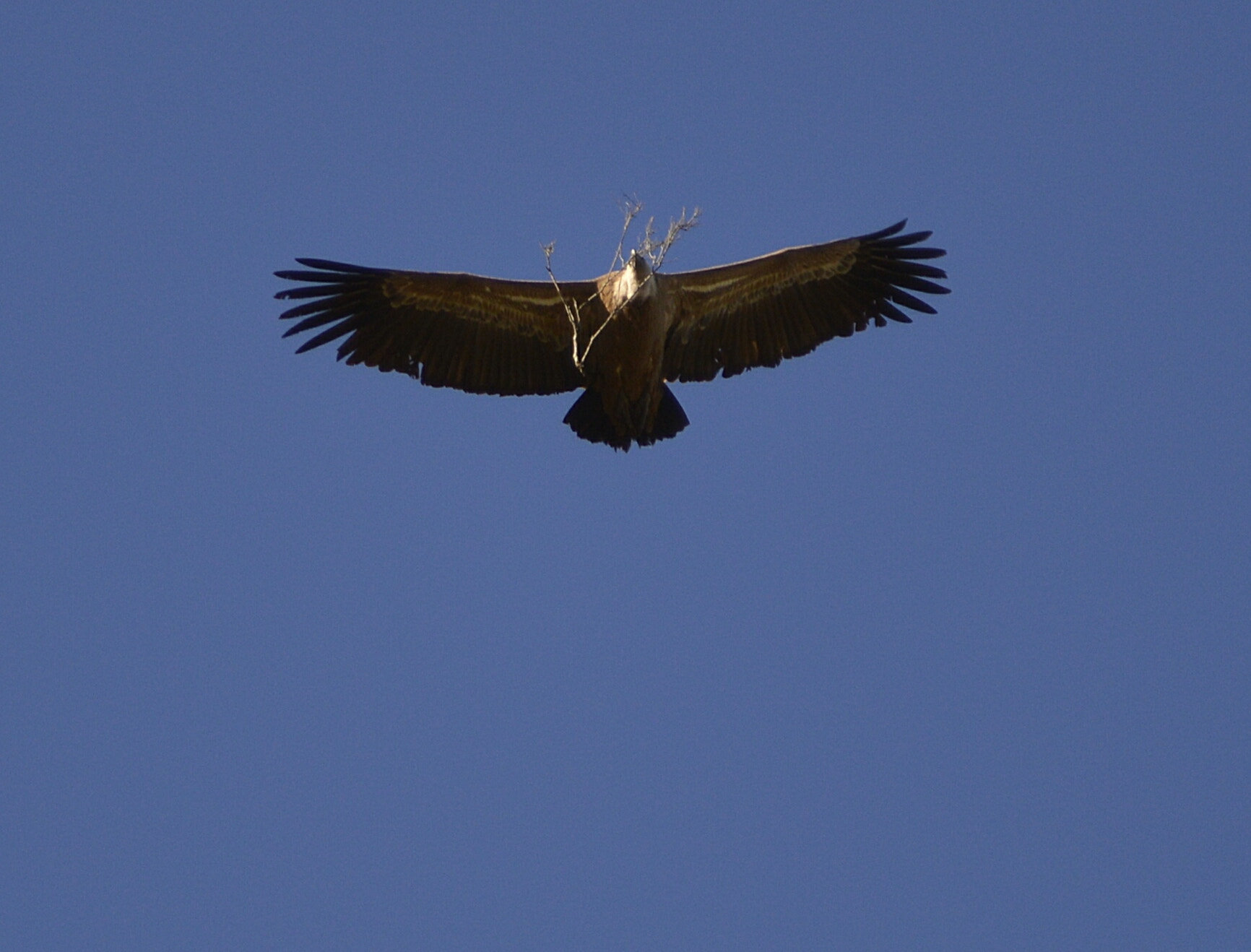 Nikon D3200 sample photo. Buitre leonado photography
