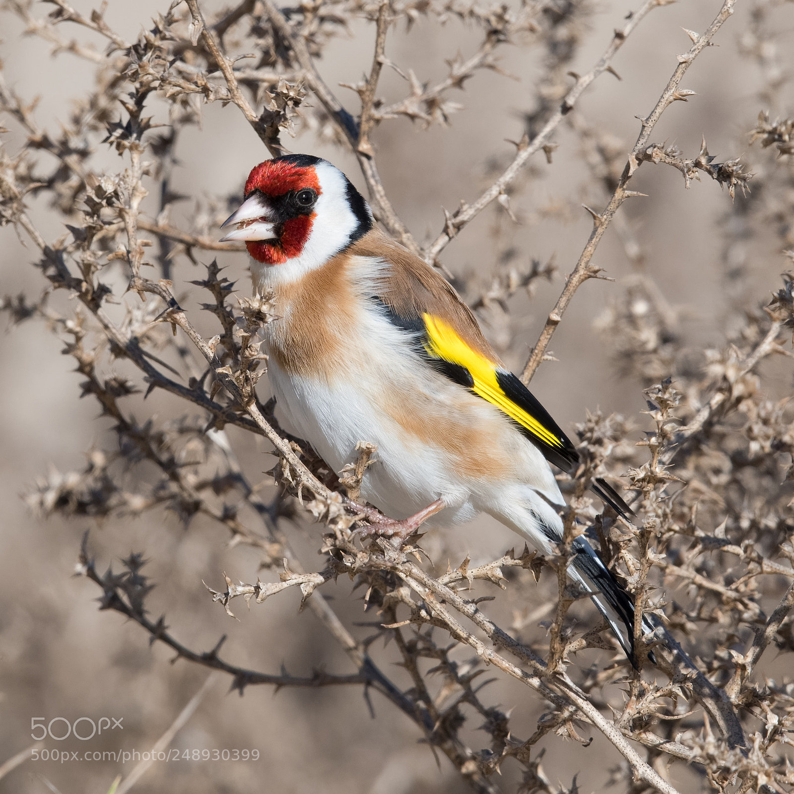 Nikon D500 sample photo. Goldfinch in the dunes photography