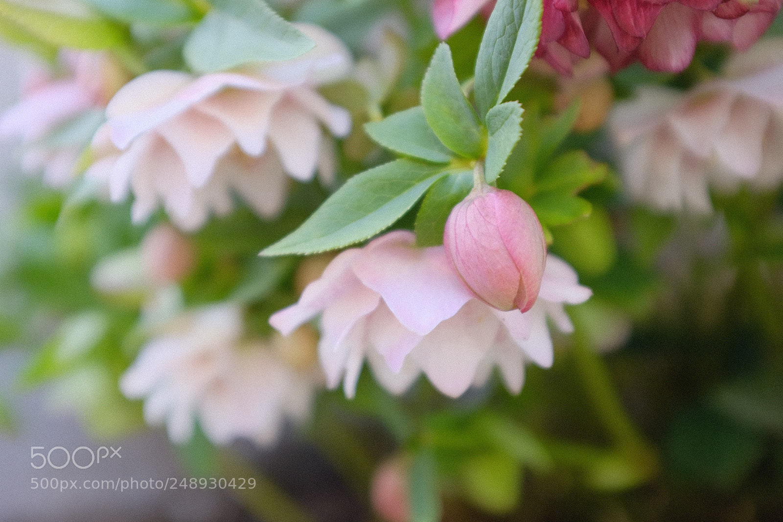 Fujifilm X100F sample photo. Christmas roses photography